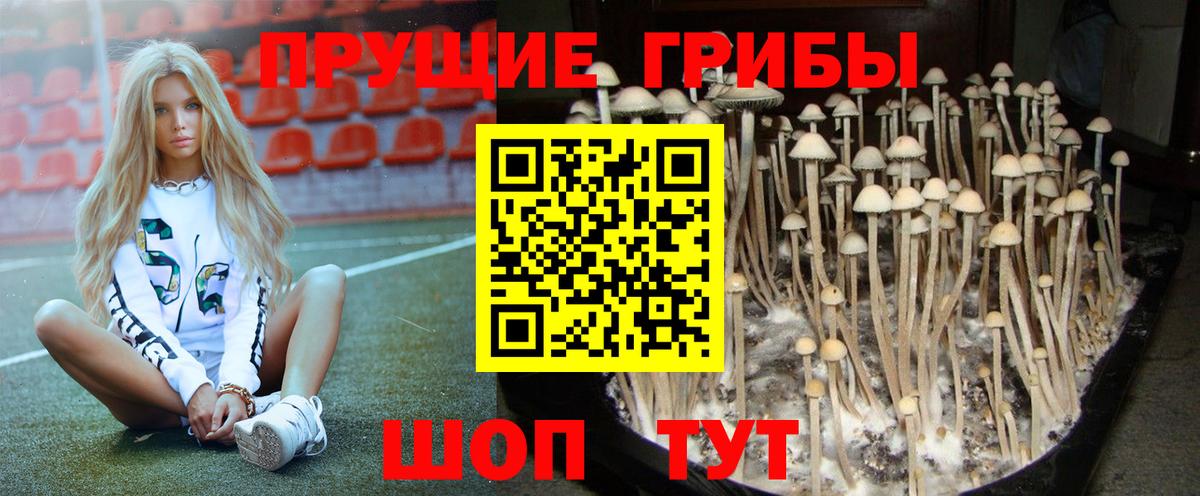 Псилоцибиновые грибы мицелий Ростов-на-Дону